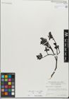 Foto von Salix glabra Scop. x Salix myrsinifolia Salisb.